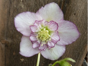 Helleborus x hybridus 'Barnhaven hybrids' - Semi-double Strain