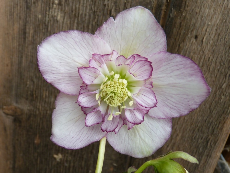 Helleborus x hybridus 'Barnhaven hybrids' - Semi-double Strain