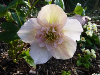 Helleborus x hybridus 'Barnhaven hybrids' - Semi-double Strain