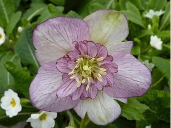 Helleborus x hybridus 'Barnhaven hybrids' - Semi-double Strain