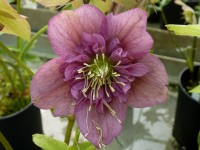 Helleborus x hybridus 'Barnhaven hybrids' - Semi-double Strain