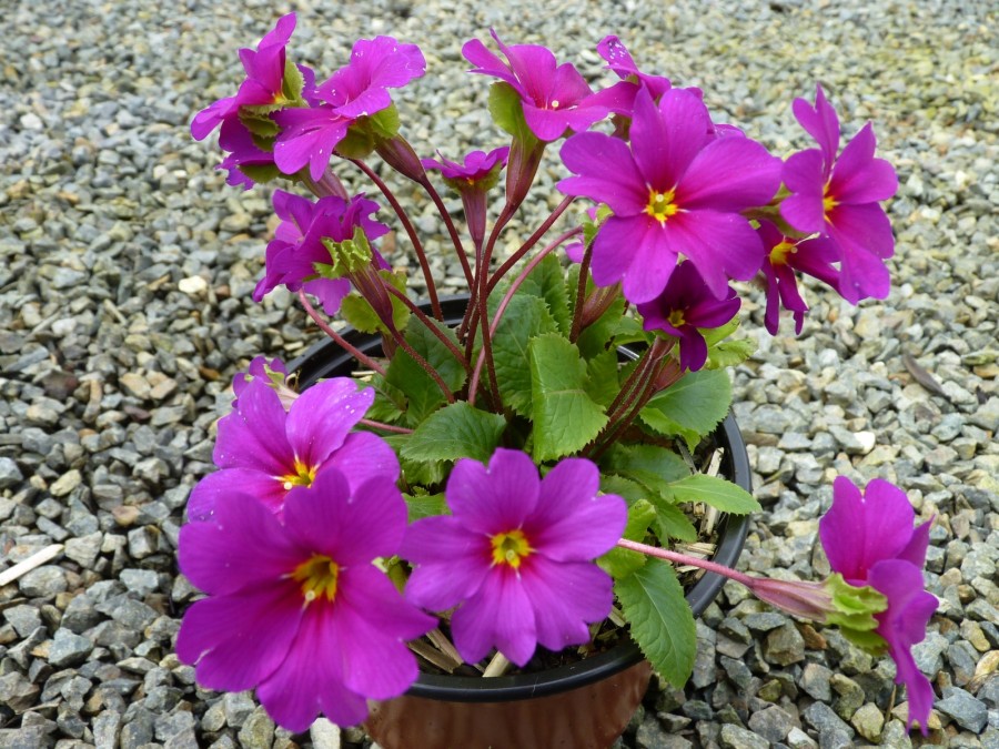 Primula 'Jay-Jay'