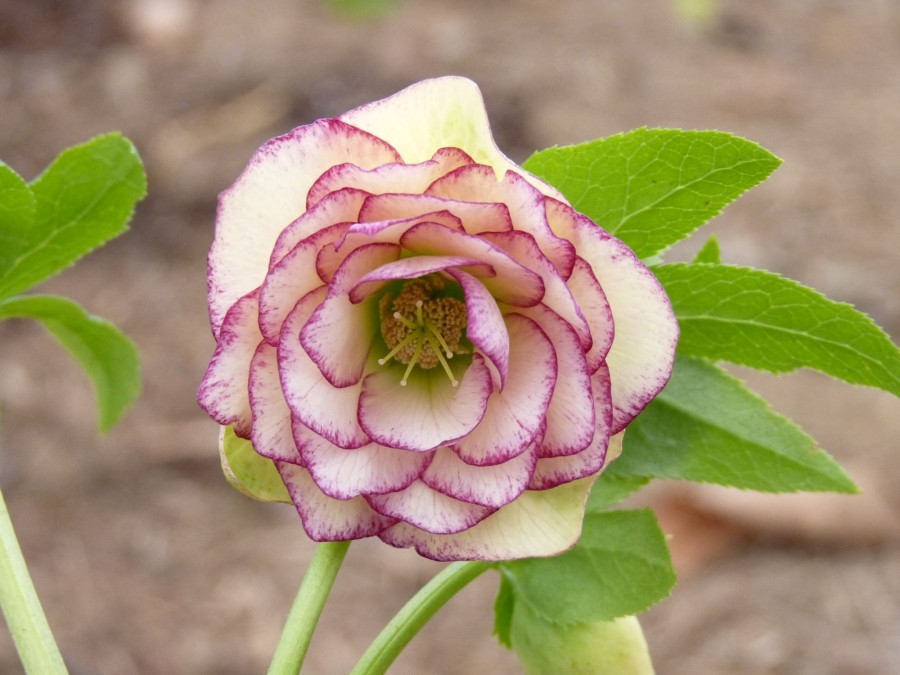 Helleborus x hybridus 'Barnhaven hybrids' Double Strain - Apricot Shades