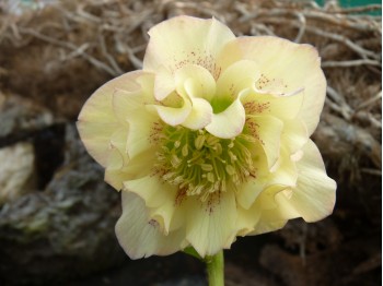 Helleborus x hybridus 'Barnhaven hybrids' Double Strain - Apricot Shades