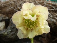 Helleborus x hybridus 'Barnhaven hybrids' Double Strain - Apricot Shades