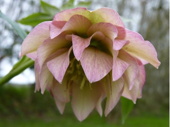 Helleborus x hybridus 'Barnhaven hybrids' Double Strain - Apricot Shades