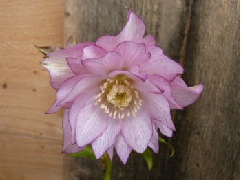 Helleborus x hybridus 'Barnhaven hybrids' Double Veined 