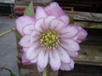 Helleborus x hybridus 'Barnhaven hybrids' Double Veined 