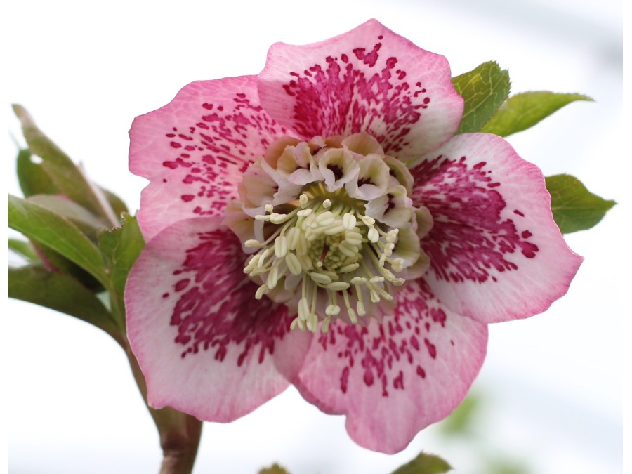 Helleborus x hybridus 'Barnhaven hybrids' Anemone Strain - Rose