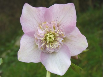 Hellébore rose à cœur d'anémone