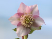 Pink Lenten rose with anemone centre