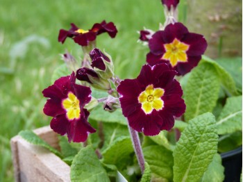 Primula VALENTINE VICTORIANS