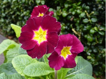 Primula VALENTINE VICTORIANS