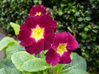 Primula VALENTINE VICTORIANS