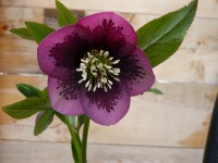 Helleborus x hybridus 'Barnhaven Hybrids' Single Dark Purple Spotted Shades