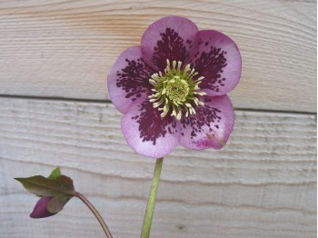 Helleborus x hybridus 'Barnhaven Hybrids' Single Dark Purple Spotted Shades