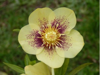 Helleborus x hybridus 'Barnhaven Hybrids' Single Yellow Spotted Shades