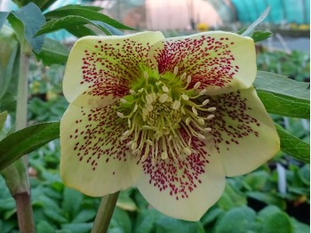 Helleborus x hybridus 'Barnhaven Hybrids' Single Yellow Spotted Shades