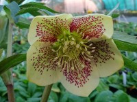 Helleborus x hybridus 'Barnhaven Hybrids' Single Yellow Spotted Shades