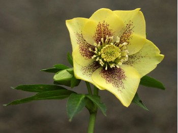 Helleborus x hybridus 'Barnhaven Hybrids' Single Yellow Spotted Shades