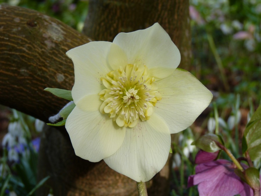 Helleborus x hybridus 'Barnhaven hybrids' Anemone Centre Yellow Shades