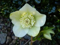 Helleborus x hybridus 'Barnhaven hybrids' Anemone Centre Yellow Shades