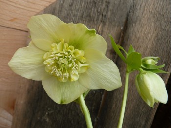 Helleborus x hybridus 'Barnhaven hybrids' Anemone Centre Yellow Shades