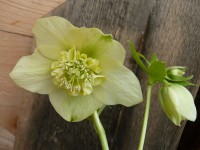 Helleborus x hybridus 'Barnhaven hybrids' Anemone Centre Yellow Shades