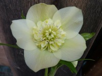 Helleborus x hybridus 'Barnhaven hybrids' Anemone Centre Yellow Shades