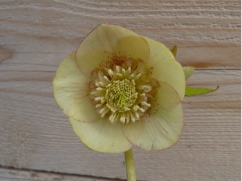 Helleborus x hybridus 'Barnhaven hybrids' Anemone Centre Yellow Shades