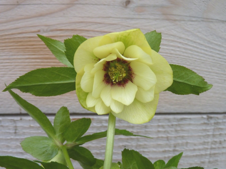 Helleborus x hybridus 'Barnhaven hybrids' Double Yellow Spotted Shades