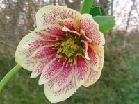 Helleborus x hybridus 'Barnhaven hybrids' Double Yellow Spotted Shades