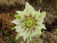 Helleborus x hybridus 'Barnhaven hybrids' Double Yellow Spotted Shades