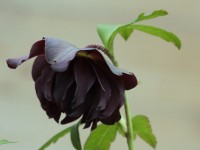 Helleborus x hybridus 'Barnhaven hybrids' Double Slate Shades