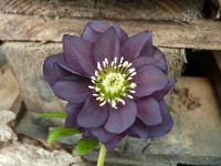 Helleborus x hybridus 'Barnhaven hybrids' Double Slate Shades