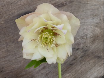 Helleborus x hybridus 'Barnhaven hybrids' Double Apricot Shades