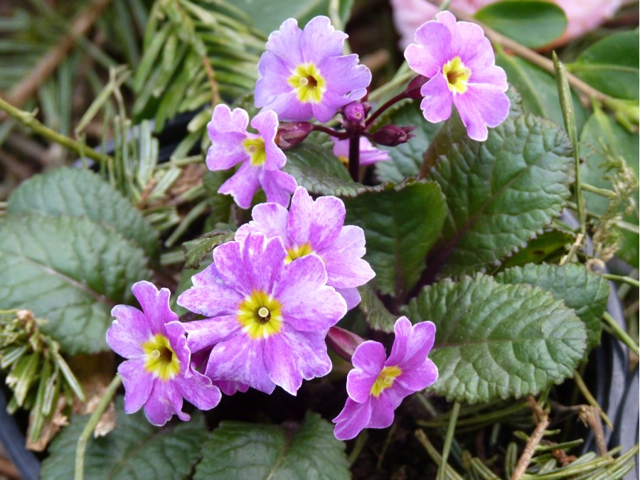 Irish primrose GLENGARIFF