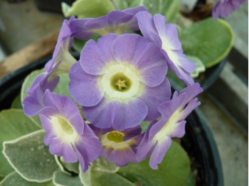 BARNHAVEN BORDER AURICULAS - Mauve shades