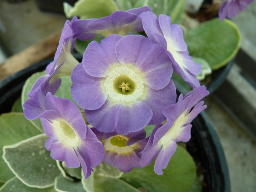 BARNHAVEN BORDER AURICULAS - Mauve shades