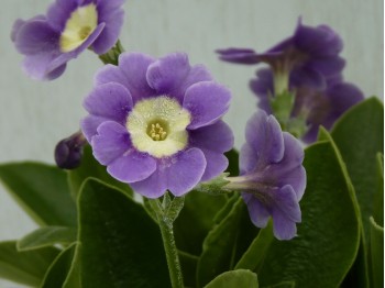 BARNHAVEN BORDER AURICULAS - Mauve shades