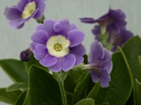 BARNHAVEN BORDER AURICULAS - Mauve shades