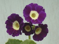 BARNHAVEN BORDER AURICULAS - Mauve shades