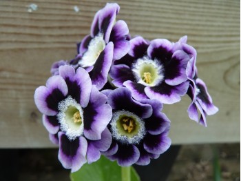 BARNHAVEN BORDER AURICULAS - Shaded violet shades