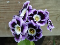 BARNHAVEN BORDER AURICULAS - Shaded violet shades