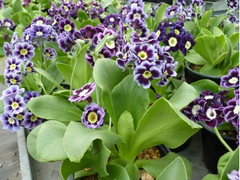 BARNHAVEN BORDER AURICULAS - Shaded violet shades