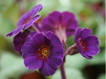 Polyanthus Primula AMETHYST COWICHAN