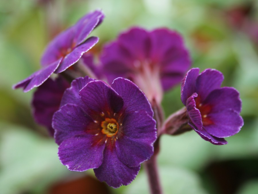 Primula AMETHYST COWICHAN