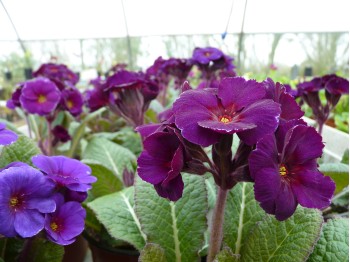 Primrose AMETHYST COWICHAN