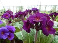 Primrose AMETHYST COWICHAN