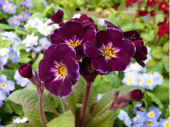 Garden primrose AMETHYST COWICHAN